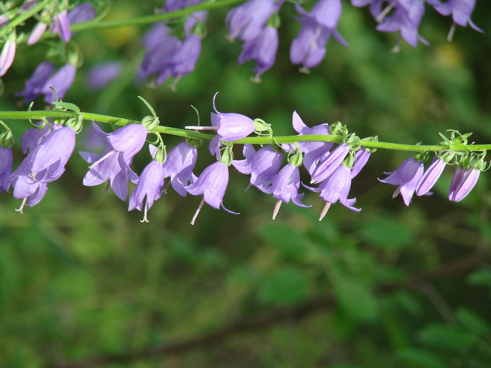 Изображение особи Campanula rapunculoides.