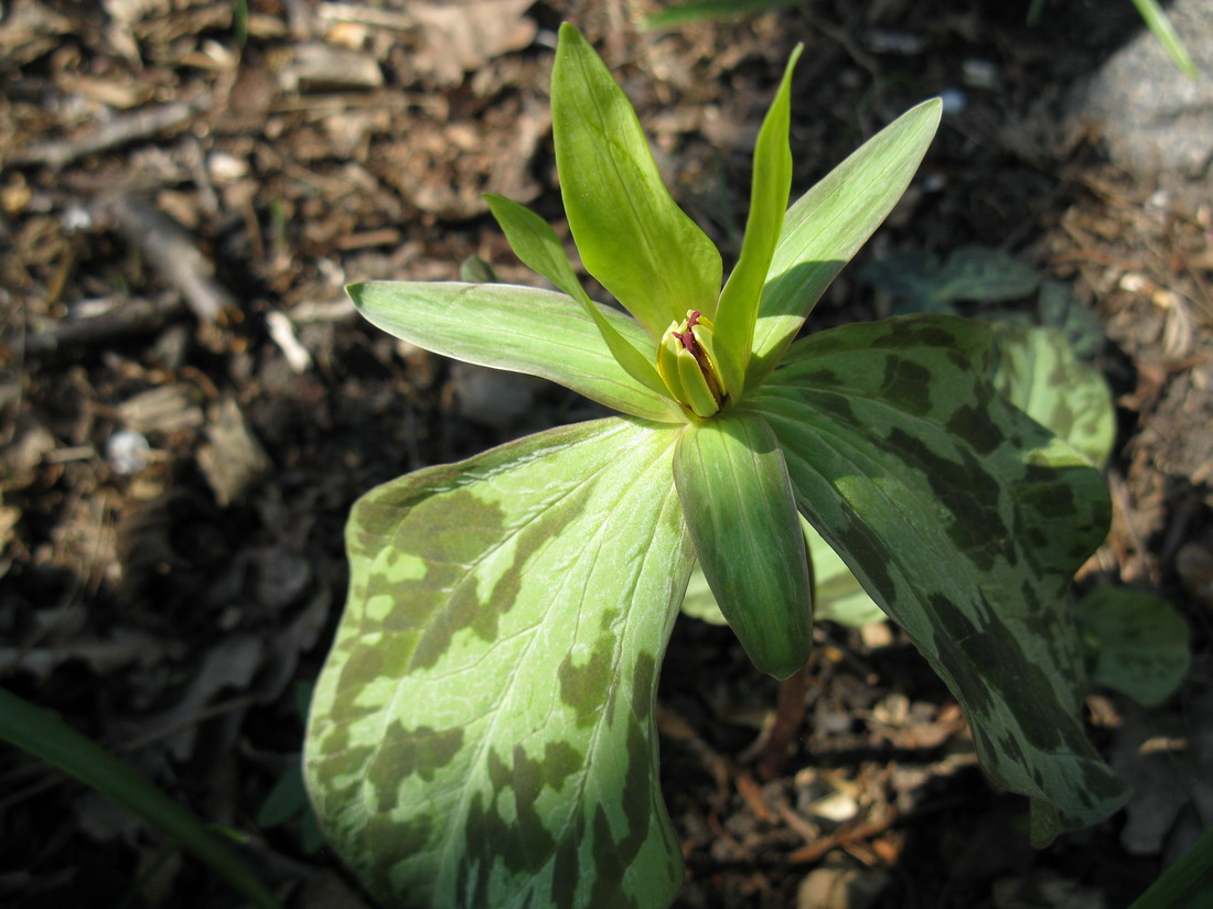 Изображение особи Trillium cuneatum.