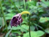 Cypripedium guttatum