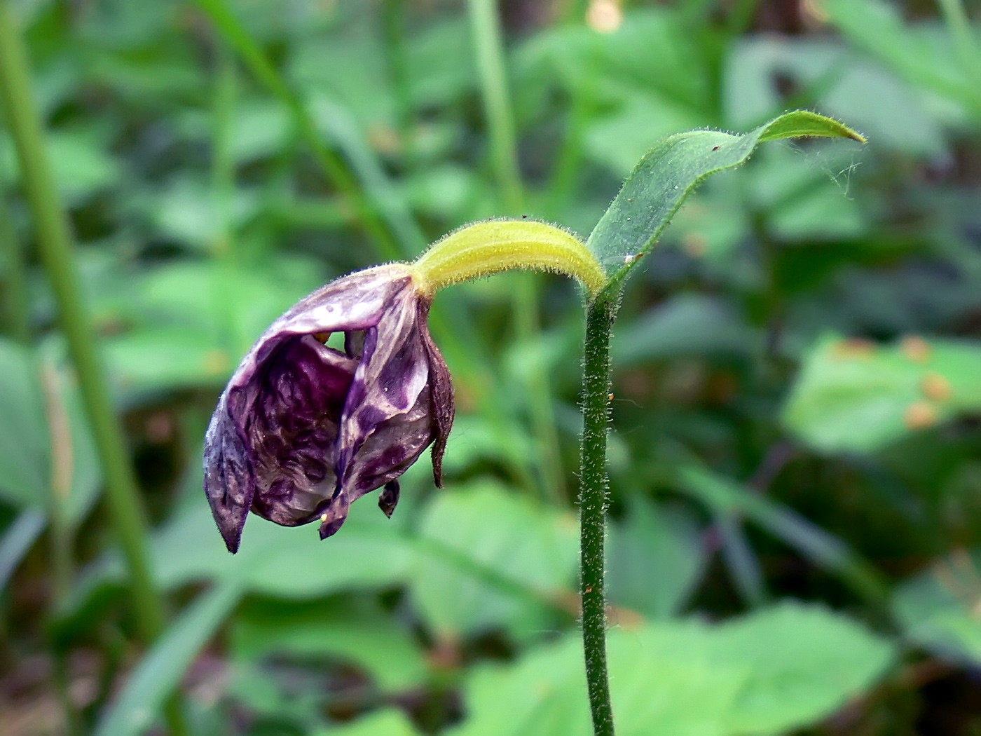 Image of Cypripedium guttatum specimen.