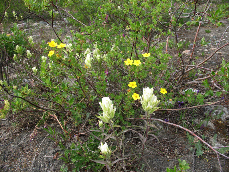 Изображение особи Castilleja pallida.