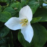 Trillium ovatum. Цветок. Великобритания, Шотландия, Эдинбург, Royal Botanic Garden Edinburgh. 4 апреля 2008 г.