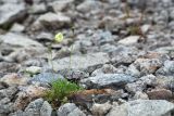 Papaver lapponicum. Цветущее и плодоносящее растение на прибрежном галечнике. Кольский п-ов, Хибины, долина р. Вудъяврйок. 29.07.2015..