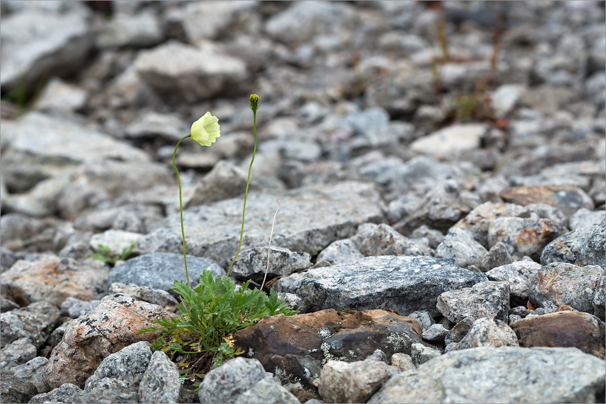 Изображение особи Papaver lapponicum.