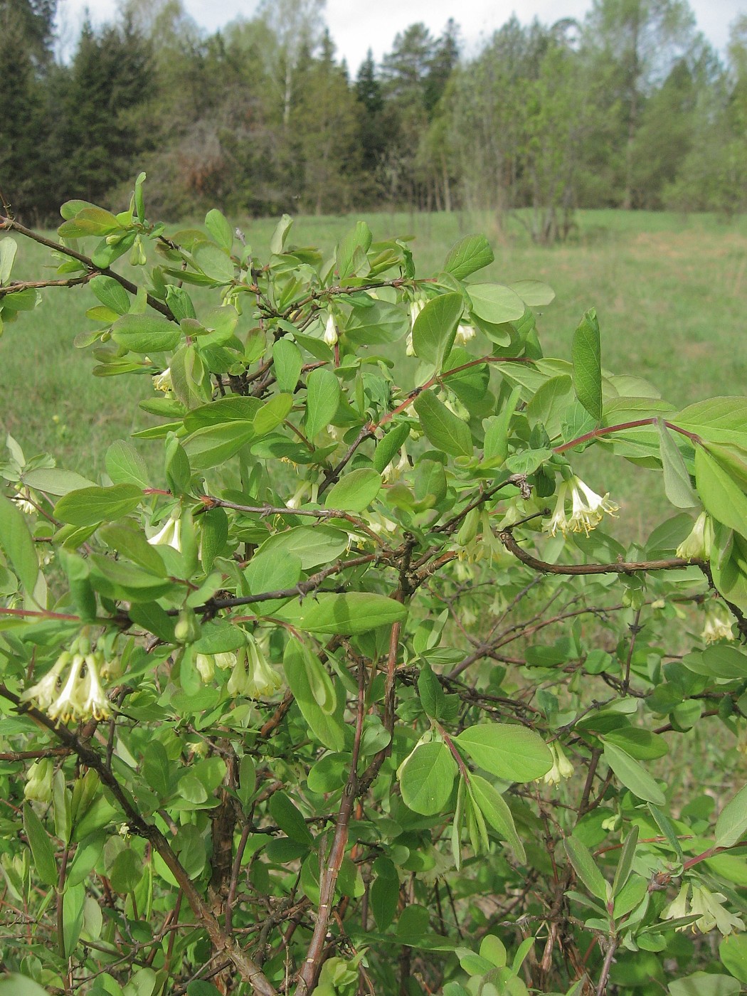 Изображение особи Lonicera caerulea.