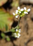 Arabidopsis thaliana