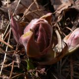 Pulmonaria mollis. Верхушка развивающегося побега. Свердловская обл., окр. г. Североуральск, правый берег канала Дублёр, мшистый дёрн. 30.04.2014.