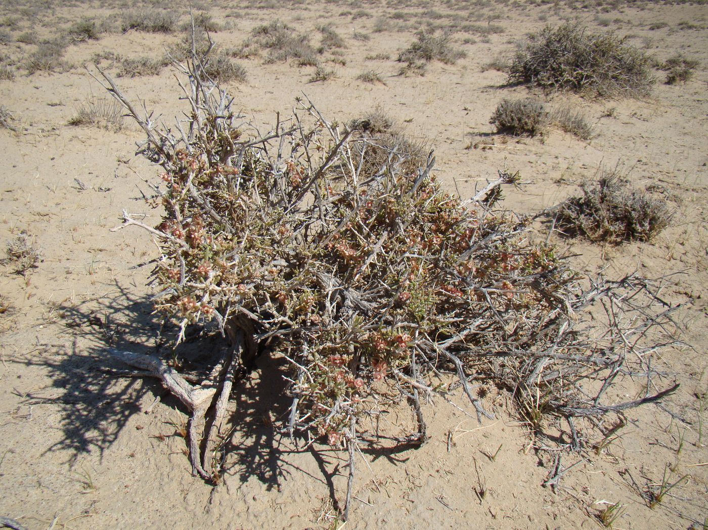 Изображение особи Salsola arbuscula.