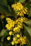 Berberis vulgaris