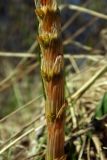 Equisetum sylvaticum. Часть весеннего спороносного побега (видны развивающиеся боковые веточки). Новгородская обл., г. Боровичи, Бобровские горы, луговая низина. 06.05.2015.