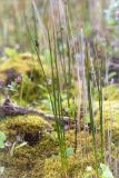 Juncus arcticus