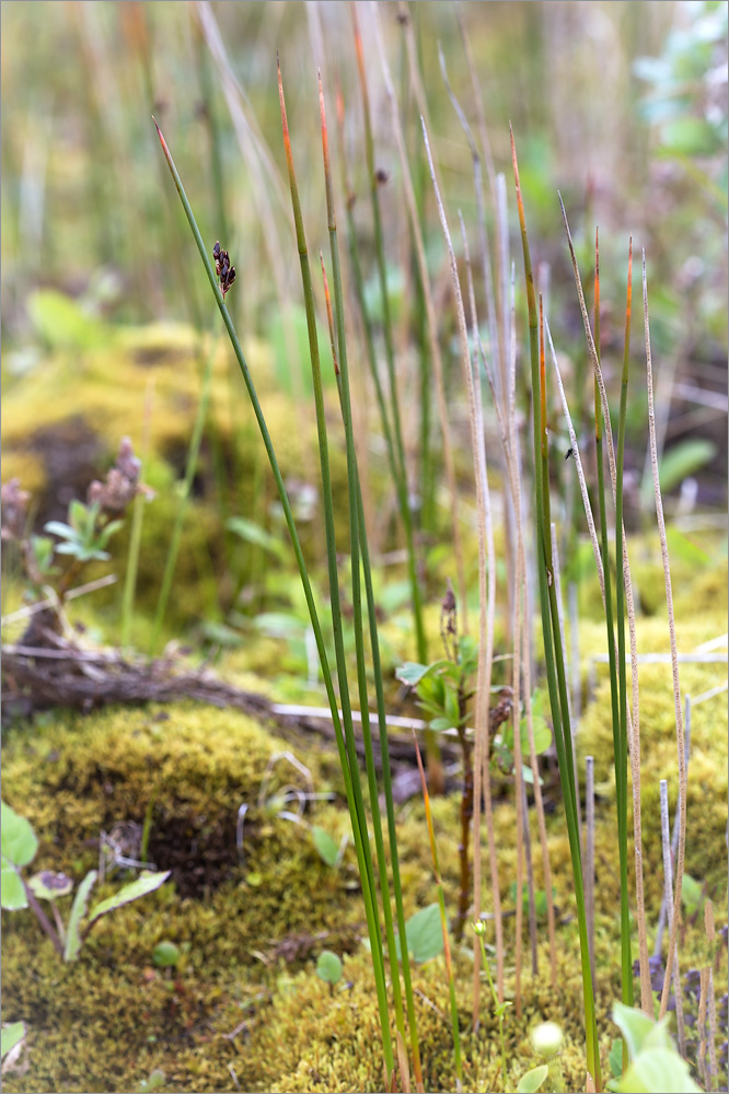 Image of Juncus arcticus specimen.