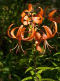 Lilium lancifolium. Верхушка побега с соцветием (видны выводковые луковички). Ленинградская обл., Ломоносовский р-н, пос. Дубки, в культуре. 23.08.2015.