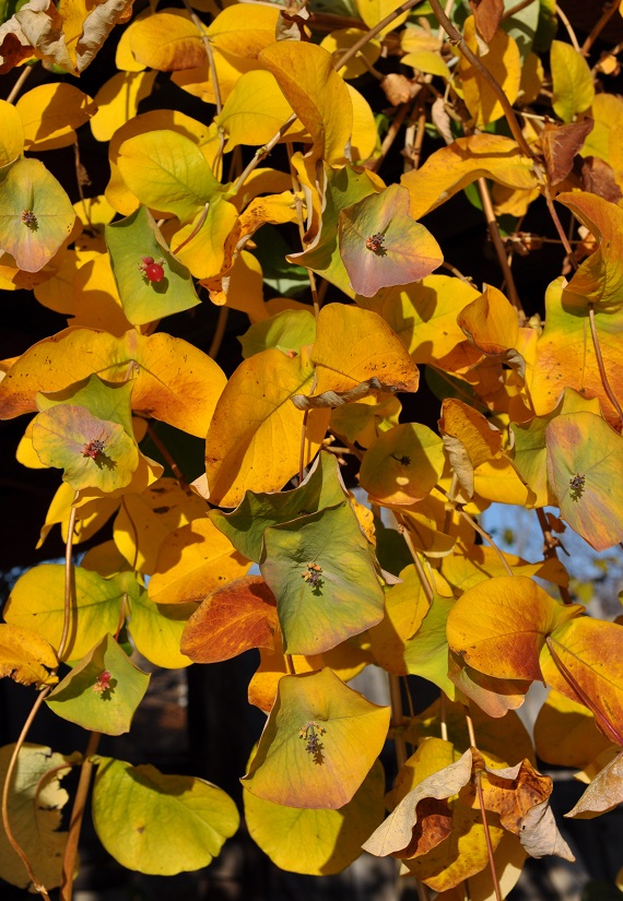 Image of Lonicera prolifera specimen.