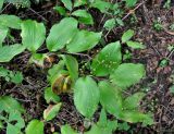 Smilacina hirta
