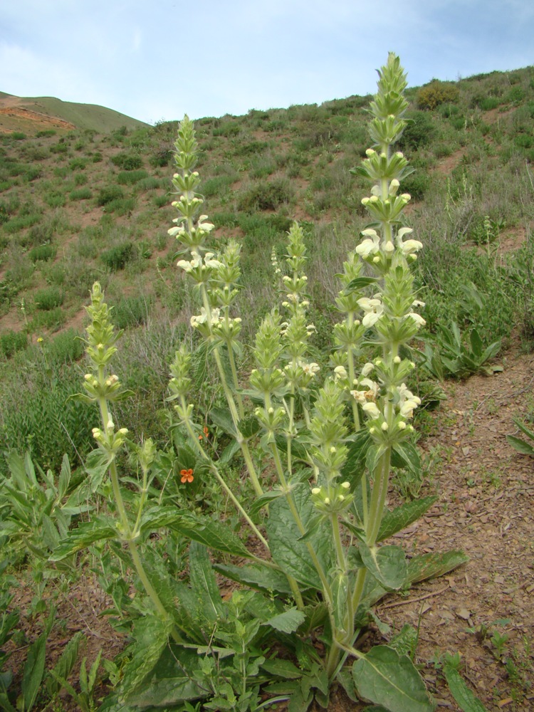 Image of Phlomoides pulchra specimen.