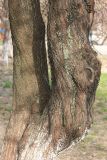 Amygdalus communis