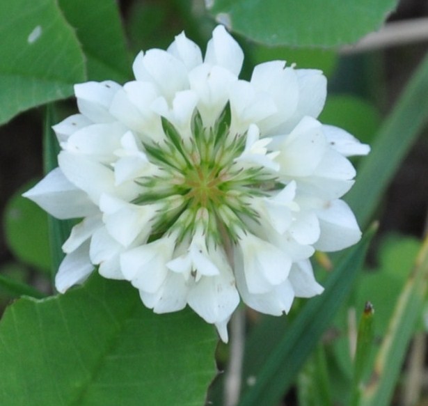 Image of Trifolium hybridum specimen.