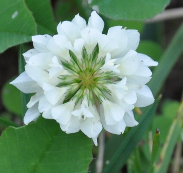 Изображение особи Trifolium hybridum.