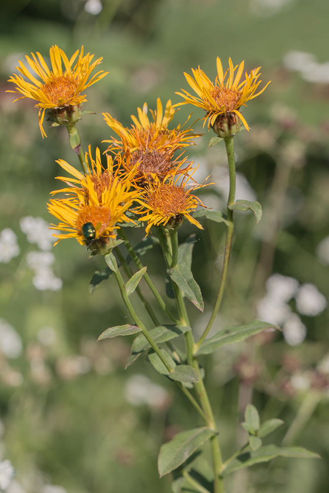 Image of Inula aspera specimen.