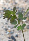 Thalictrum flavum. Верхушка растения с заложившимися бутонами. Карелия, Заонежье, песчаный пляж. 13.06.2015.