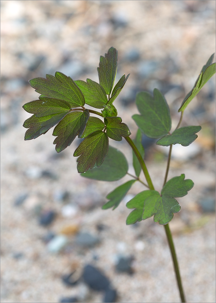 Image of Thalictrum flavum specimen.