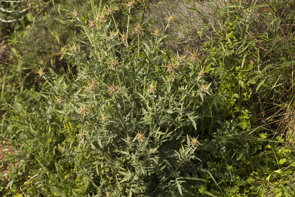 Изображение особи Centaurea laconica.