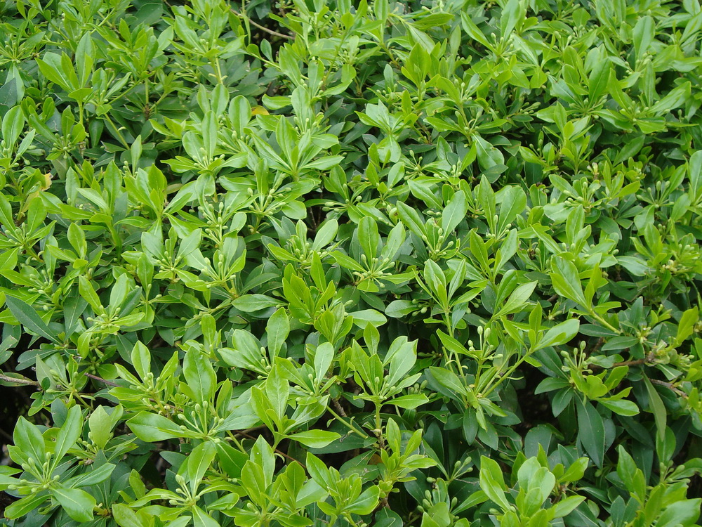 Image of Pittosporum heterophyllum specimen.