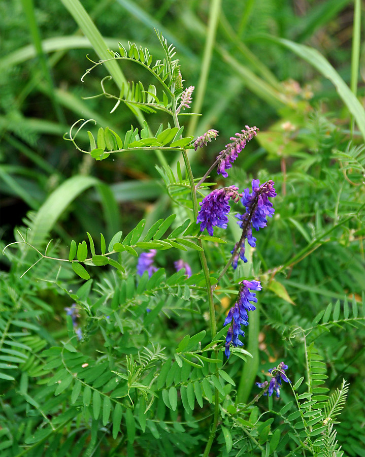Image of Vicia cracca specimen.