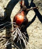 Tulipa australis