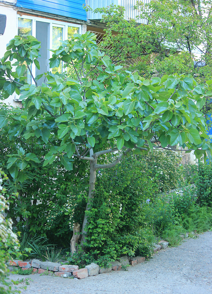 Изображение особи Ficus carica.