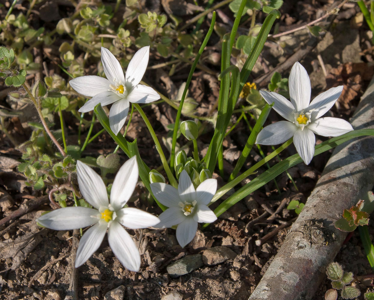 Изображение особи Ornithogalum woronowii.