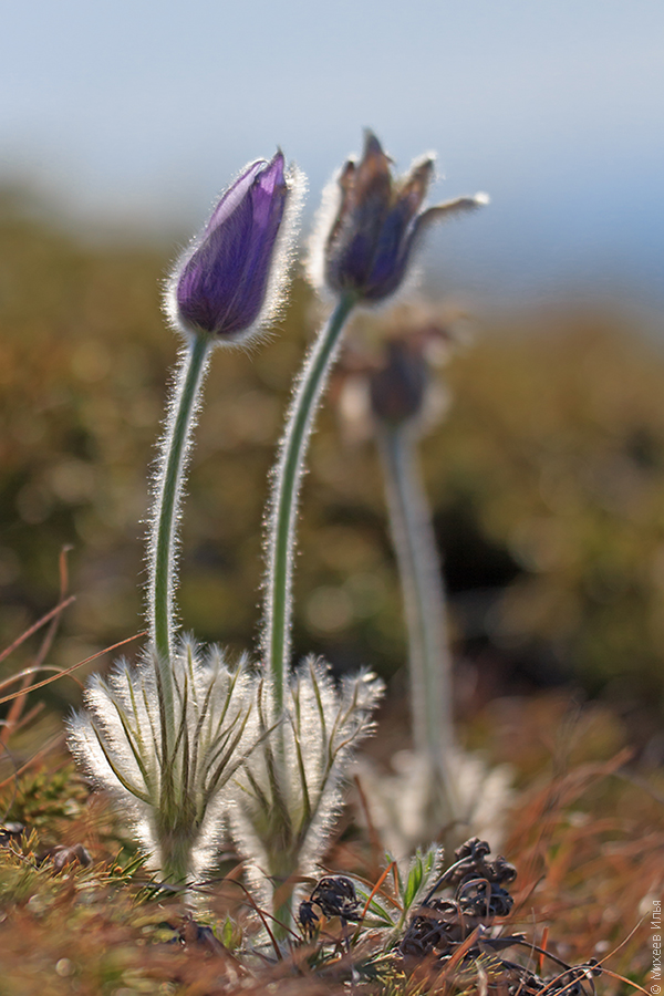 Image of Pulsatilla taurica specimen.