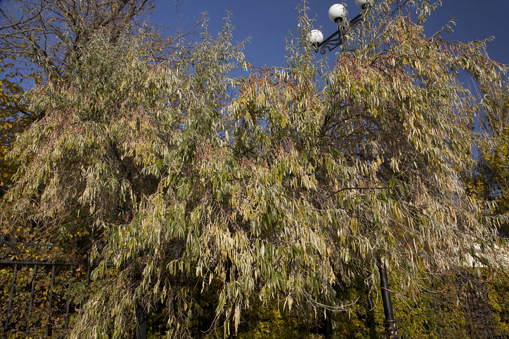 Image of Elaeagnus oxycarpa specimen.