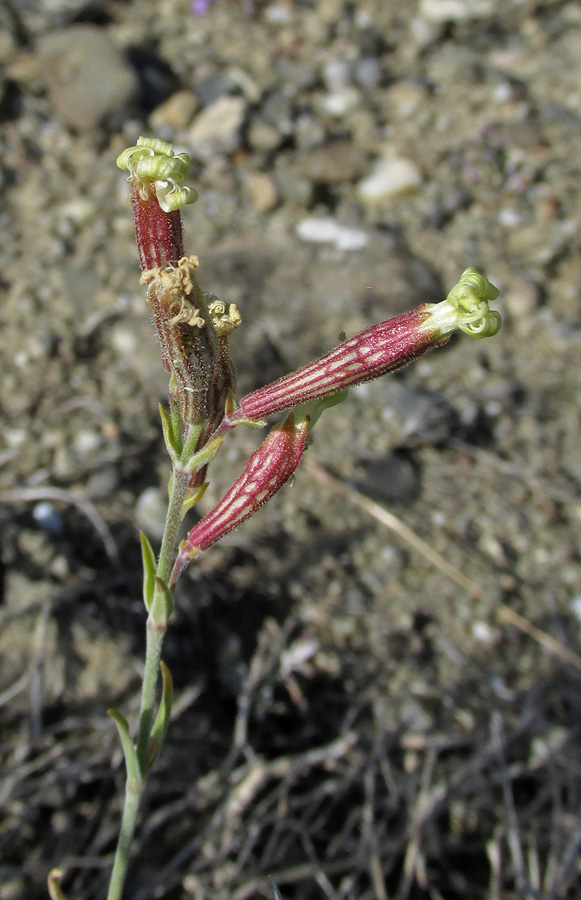 Image of Silene syreitschikowii specimen.