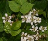 Rubus allegheniensis