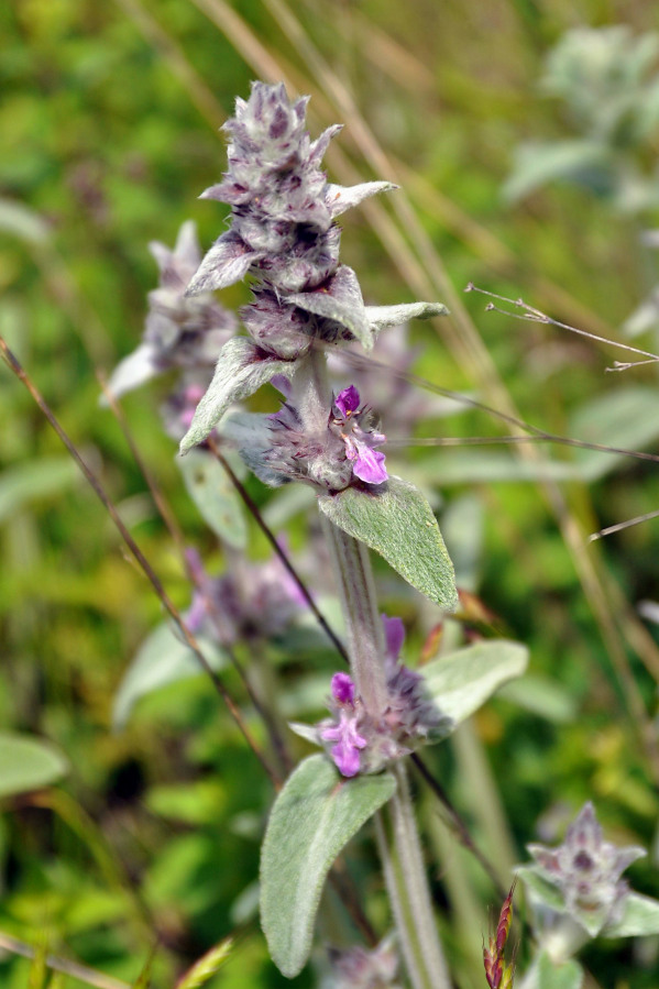 Изображение особи Stachys velata.