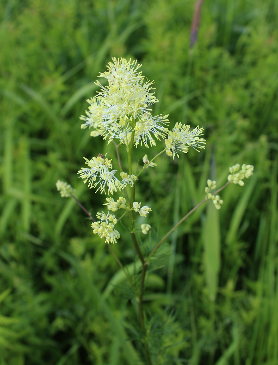 Изображение особи Thalictrum lucidum.