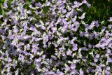 Limonium caspium