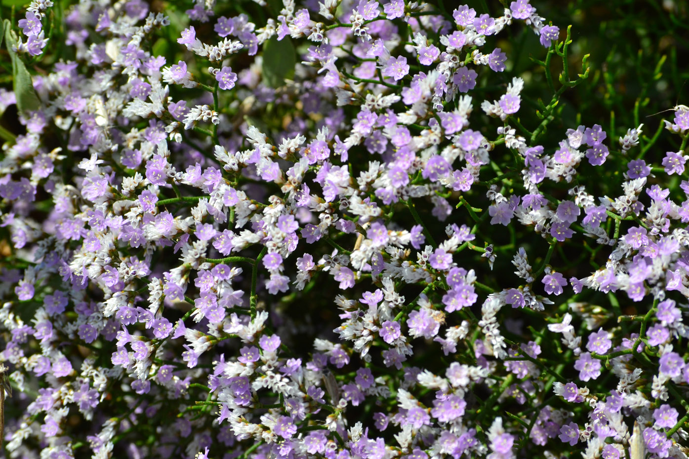 Изображение особи Limonium caspium.