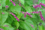 Persicaria orientalis