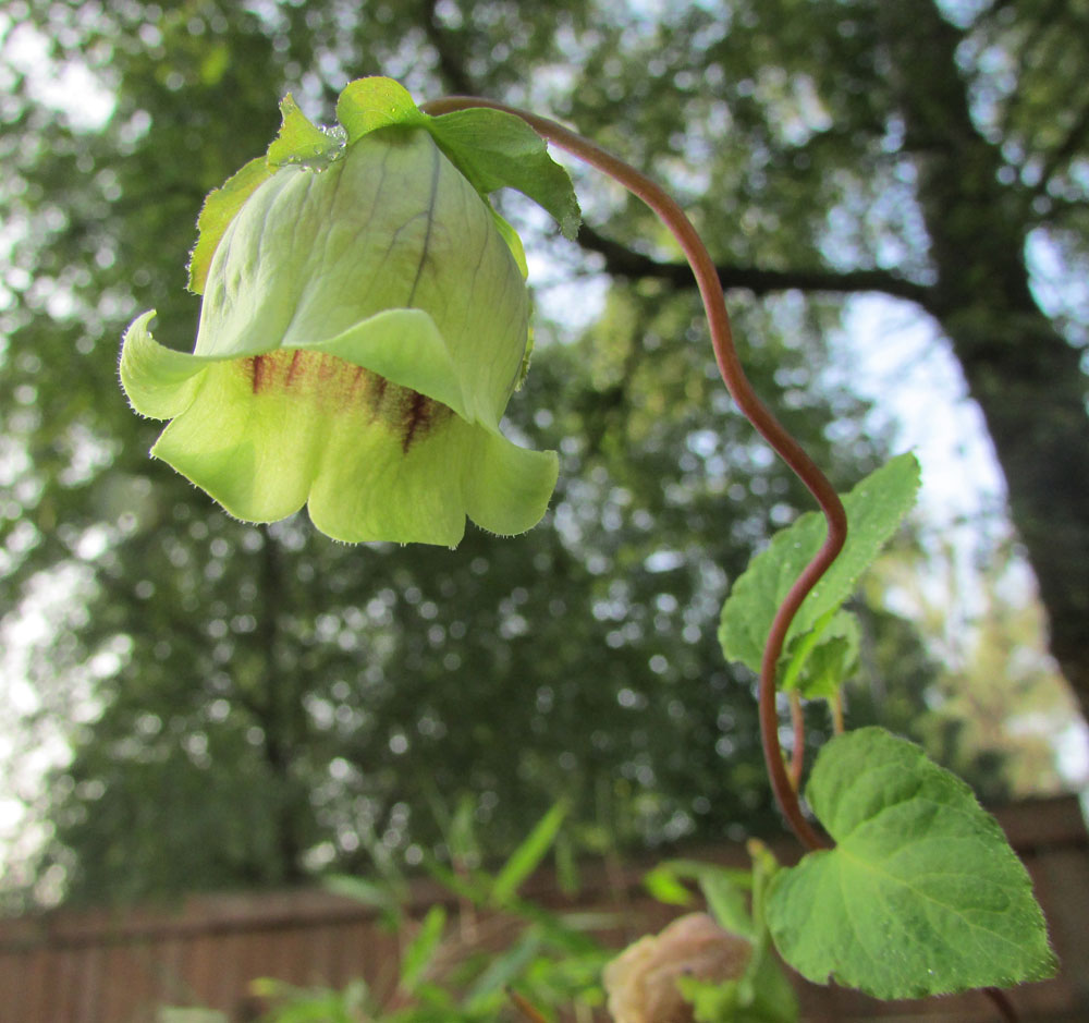 Image of Codonopsis rotundifolia specimen.