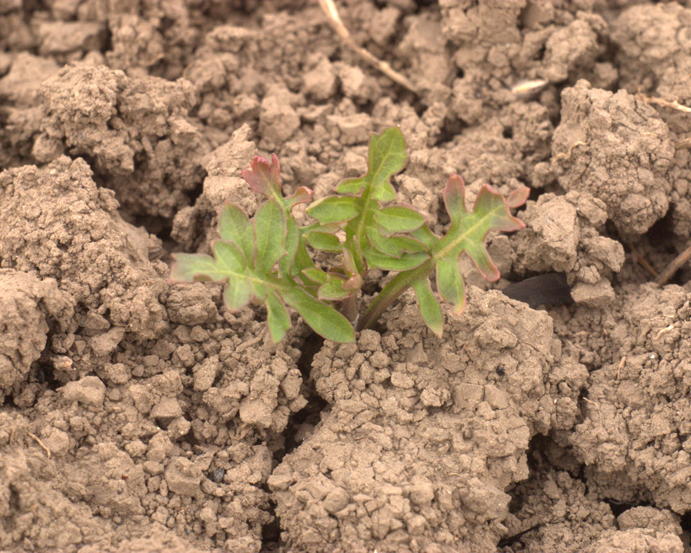 Изображение особи Rorippa sylvestris.