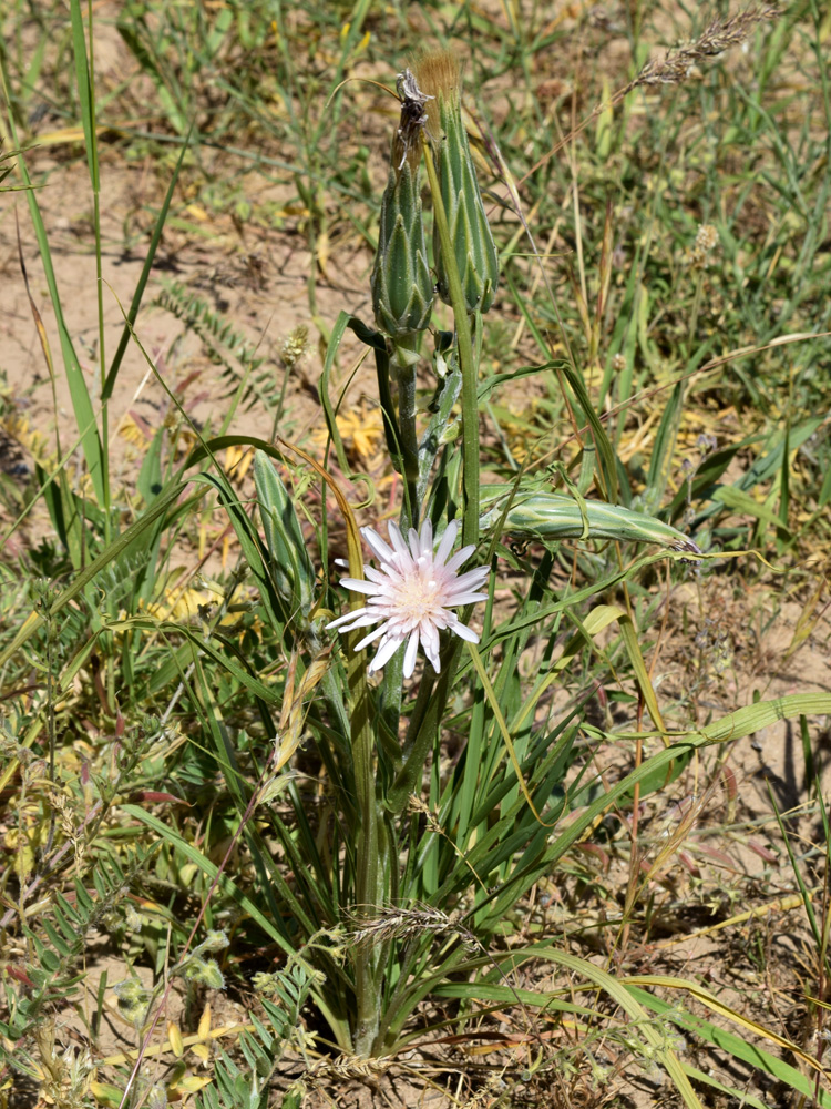 Image of Scorzonera tragopogonoides specimen.