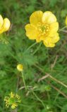 Ranunculus