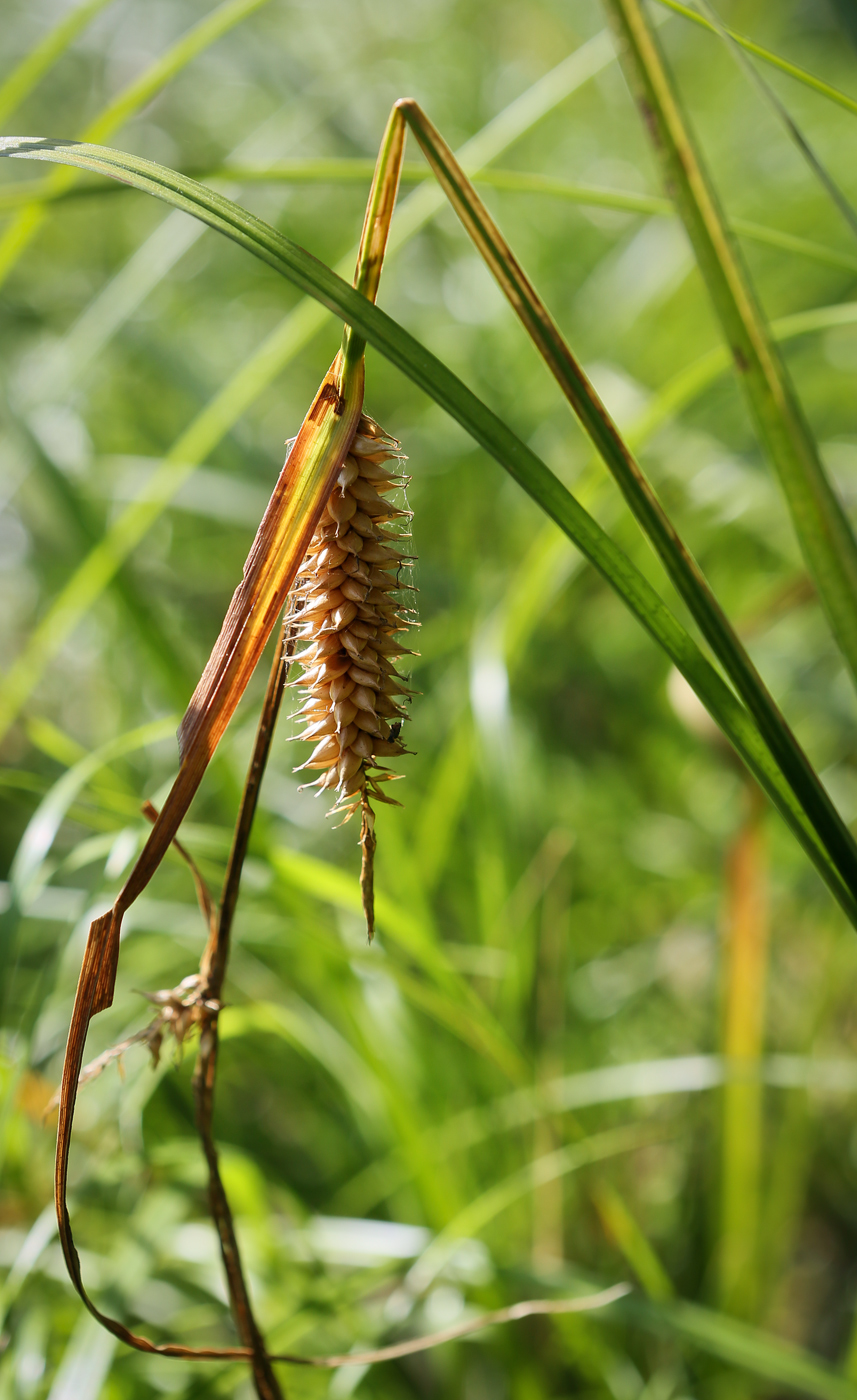 Изображение особи Carex vesicaria.