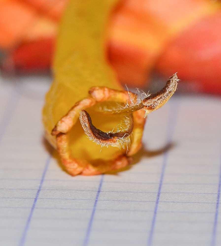 Image of Sanchezia speciosa specimen.