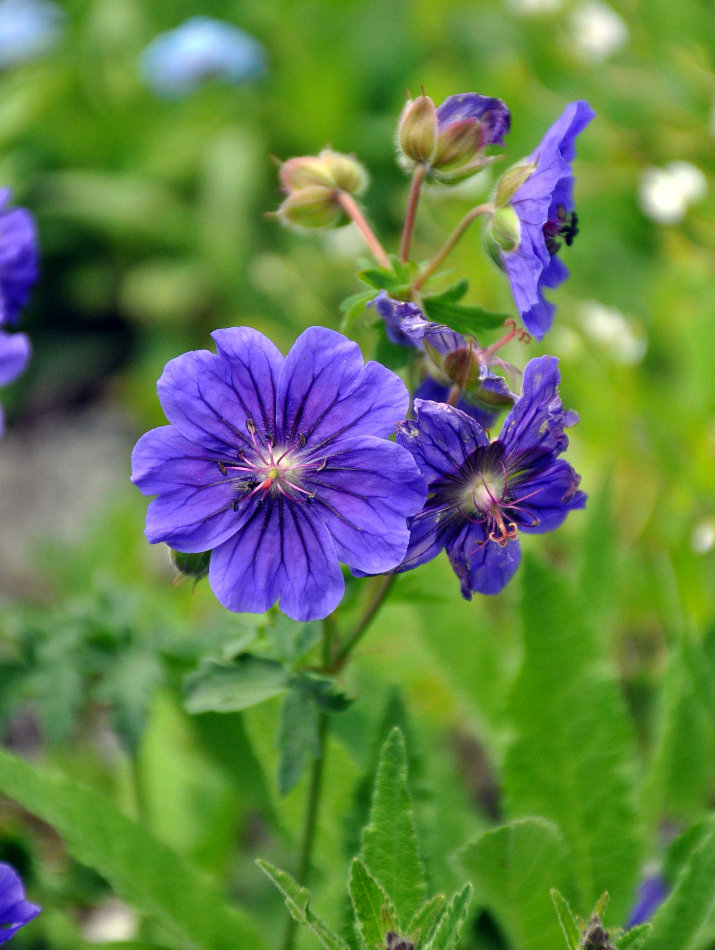 Изображение особи Geranium gymnocaulon.