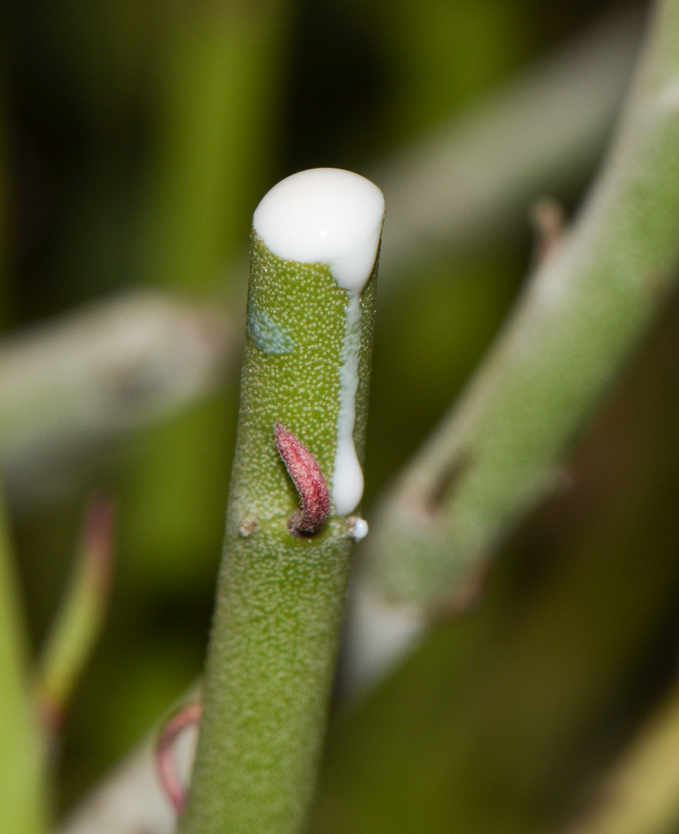 Image of Euphorbia antisyphilitica specimen.