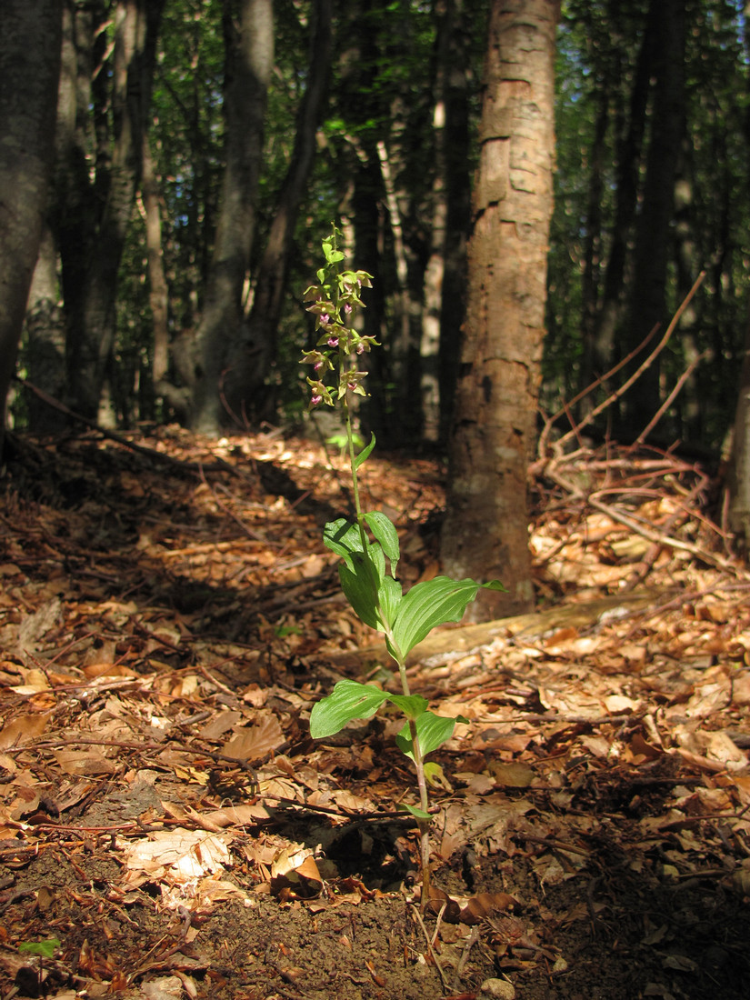 Изображение особи Epipactis helleborine ssp. tremolsii.